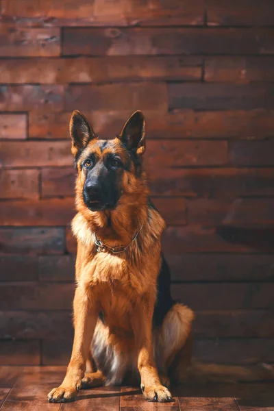 German Shepherd Wooden Background Portrait Orange Dog Trained Dog Kind — Stock Photo, Image