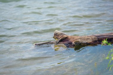 Kesilen ağaç su. Islak ağaç gövdesi. Gölde ölü ağaç dalı