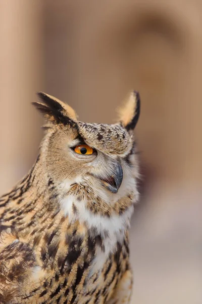 Owl with ears. Take a picture with a wild bird for the money. Protection of the rights of wild animals. Wild bird of prey. Steppe owl.
