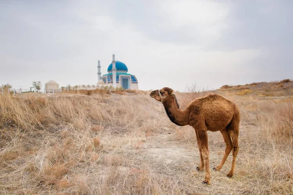 Верблюд Фоне Мечети Пейзажи Средней Азии Верблюд Городе Туркестан Казахстане — стоковое фото