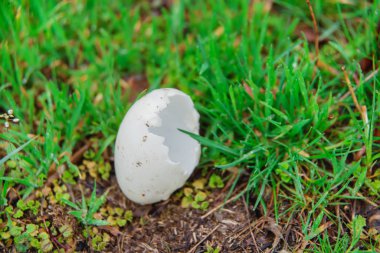 Kabukları çim. Kırık yumurta yere. Yenmiş yumurta. Kabuk taranmış piliç.