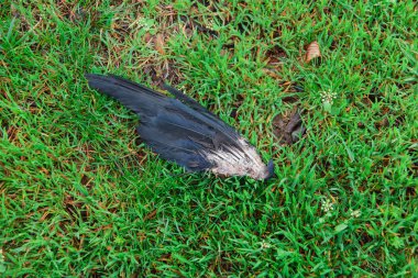 Çimenlerin üzerinde kuş kanadı. Bir karga yırtık kanat. Siyah tüyleri kanat. Ölü bir kuş kanat.