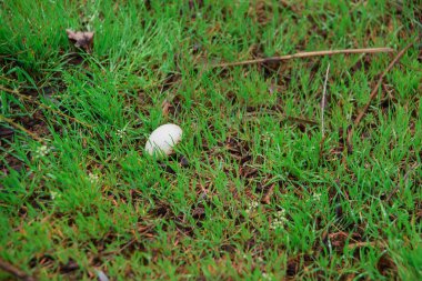 Kabukları çim. Kırık yumurta yere. Yenmiş yumurta. Kabuk taranmış piliç.