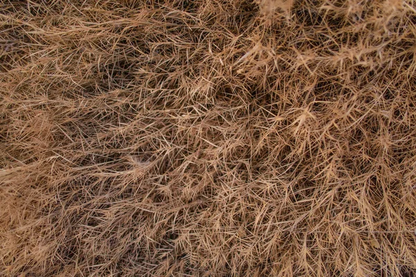 The texture of dry grass. Dried lawn. Steppe grass. Background of dry grass. Dried grass.