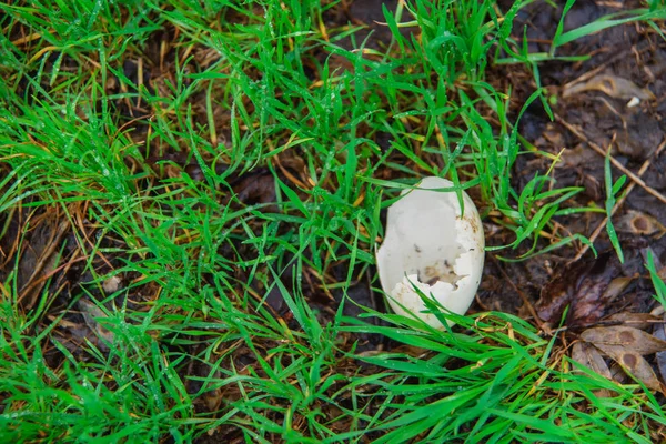 Muscheln Auf Dem Gras Zerbrochenes Auf Dem Boden Essen Schalen — Stockfoto