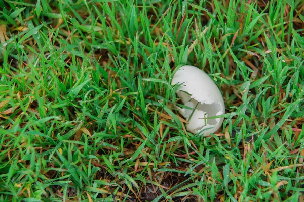 Shells on the grass. Broken egg on the ground. Eaten egg. Shell hatched chick.