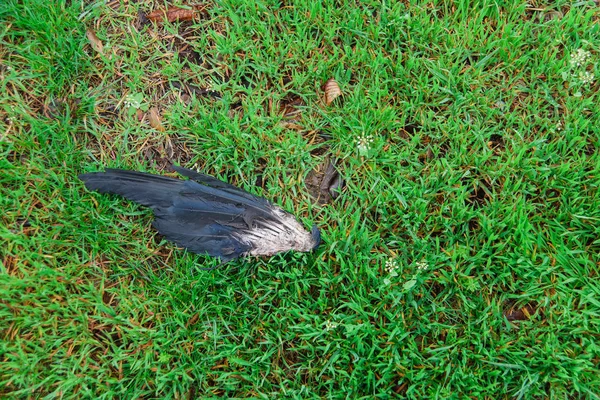 Bird's wing on the grass. Torn wing of a crow. Black feathers wing. Wing of a dead bird.