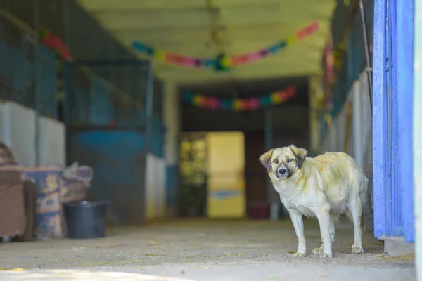 Stray Dog Guard Dog Yellow Dog Street Homeless Mongrel — Stock Photo, Image