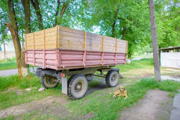 Homeless dog lies near the trailer. The dog is guarding the cart. Yellow dog on the street. Homeless mongrel.