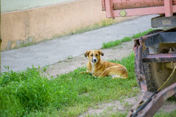 Stray Dog Guard Dog Yellow Dog Street Homeless Mongrel — Stock Photo, Image