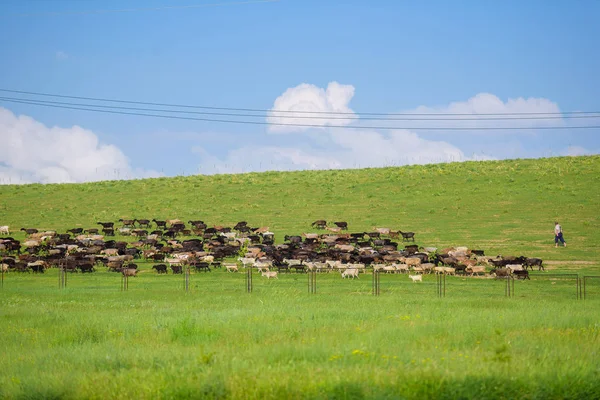 Vacas Pastoris Grazing Gado Corral Para Vacas Uma Manada Vacas — Fotografia de Stock