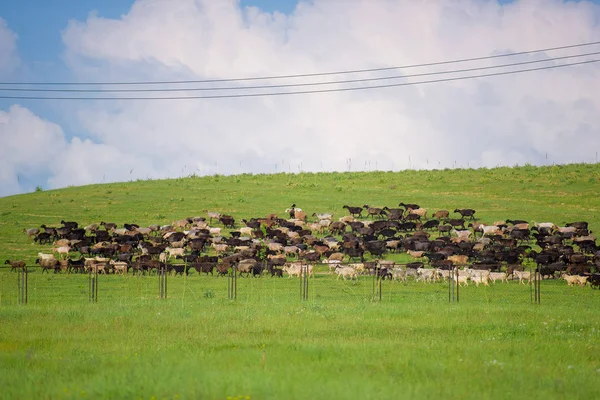 Pasture Cows Grazing Cattle Corral Cows Herd Cows Free Grazing — Stock Photo, Image