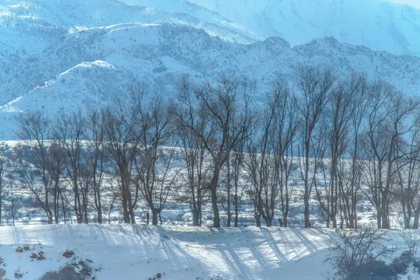 Zimowy Krajobraz Drzewa Zimie Tle Ośnieżone Góry Las Zima Górach — Zdjęcie stockowe