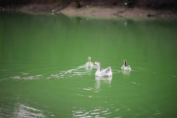 Гуси Плавают Озере Утки Воде Стая Домашних Птиц Птица Дома — стоковое фото