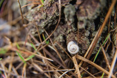 Bahçe salyangoz dal. Bahçe zararlıları. Ormandaki yabani salyangoz.