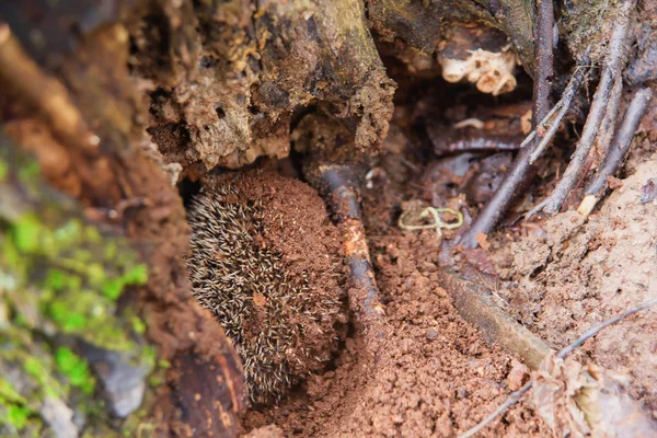 Erizo Hibernación Hedgehog Dormido Erizo Estepa Escondido Suelo —  Fotos de Stock