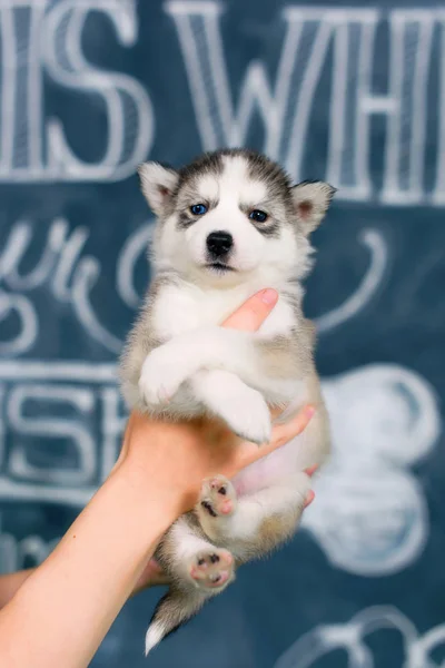 Husky puppy in the hands. Heterochromia in dogs. Cute puppy