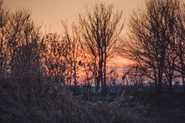 Ağaçlar ve çalılar günbatımı zemin karşı. Silhouette sazlık ve sazlık kırmızı günbatımı üzerinde. Mavi gökyüzü ve ağaçların gölgeleri. Bir alan haşlanmış otu ve gökyüzünde pembe şal.