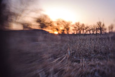 Ağaçlar ve çalılar günbatımı zemin karşı. Silhouette sazlık ve sazlık kırmızı günbatımı üzerinde. Mavi gökyüzü ve ağaçların gölgeleri. Bir alan haşlanmış otu ve gökyüzünde pembe şal.