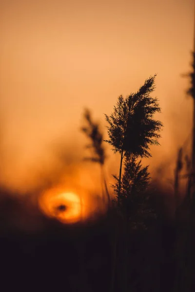 木および低木 夕日の背景に 葦と赤い夕日に葦のシルエット 青い空と木々 煮草と空にピンクのラップのフィールド — ストック写真