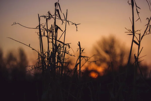 Arbres Arbustes Sur Fond Coucher Soleil Silhouette Roseaux Roseaux Sur — Photo