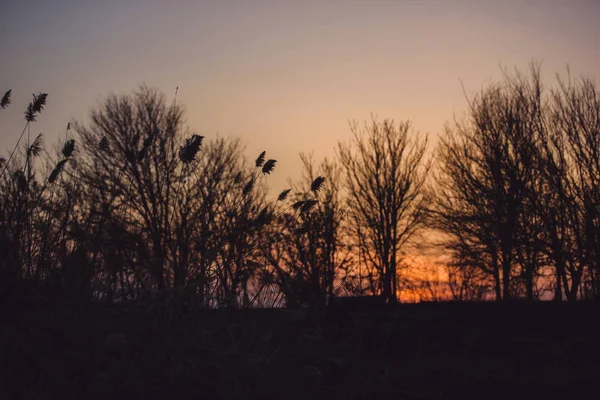 Bäume Und Sträucher Vor Dem Hintergrund Des Sonnenuntergangs Silhouette Von — Stockfoto