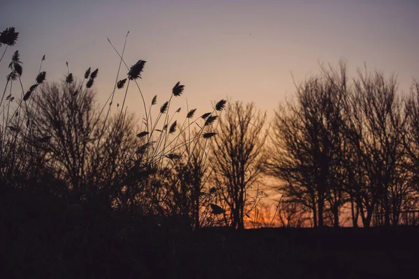 Bäume Und Sträucher Vor Dem Hintergrund Des Sonnenuntergangs Silhouette Von — Stockfoto