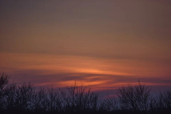 Alberi Arbusti Sullo Sfondo Del Tramonto Silhouette Canne Canne Tramonto — Foto Stock