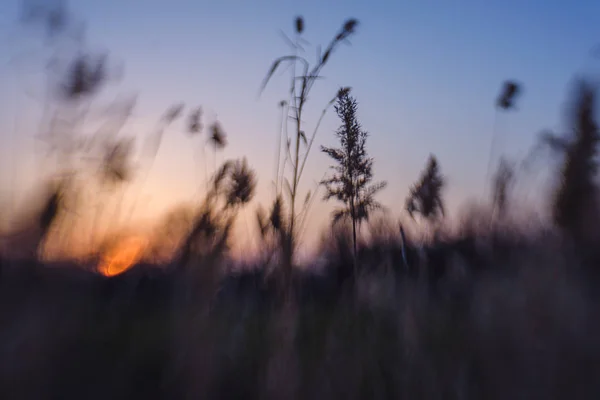 Arbres Arbustes Sur Fond Coucher Soleil Silhouette Roseaux Roseaux Sur — Photo