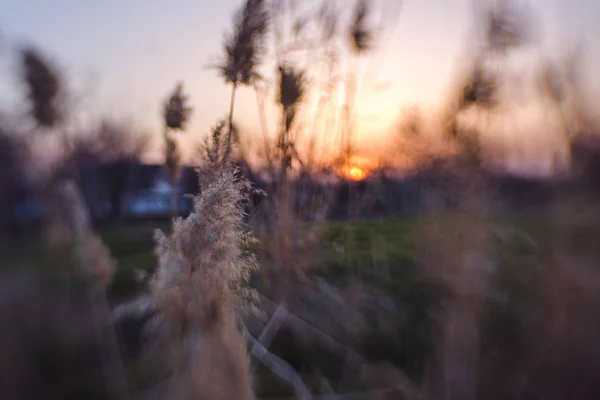 木および低木 夕日の背景に 葦と赤い夕日に葦のシルエット 青い空と木々 煮草と空にピンクのラップのフィールド — ストック写真