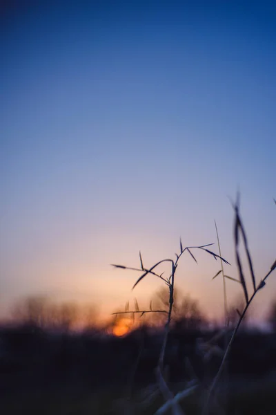 木および低木 夕日の背景に 葦と赤い夕日に葦のシルエット 青い空と木々 煮草と空にピンクのラップのフィールド — ストック写真