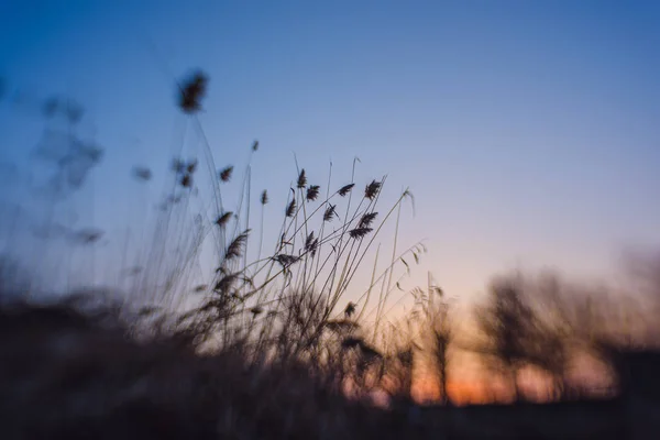 Alberi Arbusti Sullo Sfondo Del Tramonto Silhouette Canne Canne Tramonto — Foto Stock