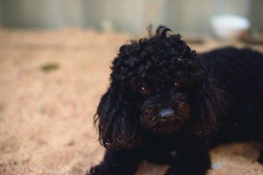 Doğurmak bir fino köpeği siyah köpek. Koyu kahverengi gözleri ve ipeksi kıvırcık saçlı bir köpek. Evde beslenen hayvan köpek yere yatıyor. safkan köpek ev için. yumuşak ve su kuyusu-damat evde beslenen hayvan