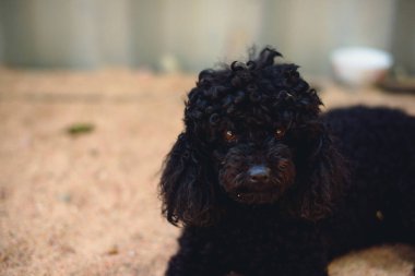 Doğurmak bir fino köpeği siyah köpek. Koyu kahverengi gözleri ve ipeksi kıvırcık saçlı bir köpek. Evde beslenen hayvan köpek yere yatıyor. safkan köpek ev için. yumuşak ve su kuyusu-damat evde beslenen hayvan