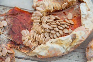 Kuru kabak çekirdeği. Kabak çeşitleri nugget. Eski Turuncu kabak masada yatıyor. Beyaz iç skarlupe tohumların. Kabak ve tohum kalıp. Kuru cilt kabak.