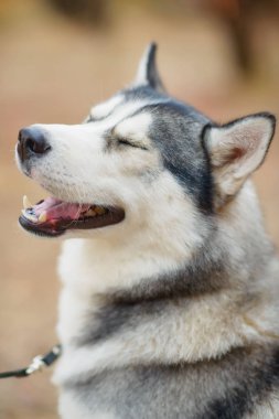 Köpek doğurmak Husky siyah ve beyaz renk. Köpek gülümsüyor. Bir erkek köpektir. Mavi gözlü bir safkan köpek. İyi bakımlı ve ipeksi yün. Güzel ve nazik köpek kurt. Siyah ıslak köpek burun.