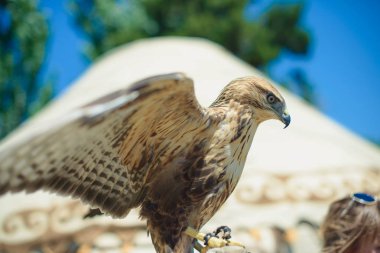 Şahin kuş avcılık önce. Formanın kanatlarla hawk. Kuş kalkış. Kuş mavi gökyüzü ve yeşil ağaçlar karşı. Özel kuşlar av için. Kuş doğurmak kartal.