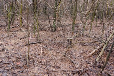 Çiçek tomurcukları ağaçlar üzerinde. Yağmurdan sonra ıslak bahar dalları. Çalılar ilk yapraklarda. Yere dallar. Eski sonbahar yaprakları Çimler uzuyor.