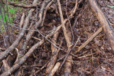 Çiçek tomurcukları ağaçlar üzerinde. Yağmurdan sonra ıslak bahar dalları. Çalılar ilk yapraklarda. Yere dallar. Eski sonbahar yaprakları Çimler uzuyor.
