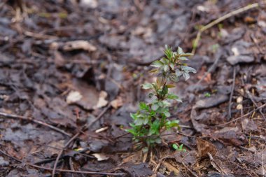 Çiçek tomurcukları ağaçlar üzerinde. Yağmurdan sonra ıslak bahar dalları. Çalılar ilk yapraklarda. Yere dallar. Eski sonbahar yaprakları Çimler uzuyor.