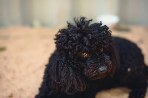 Black dog of breed a poodle. A dog with dark brown eyes and silky curly hair. Pet dog lies on the ground. purebred dog for home. soft and well-groomed pet