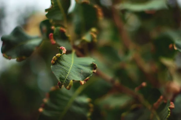 Φύλλα Του Δέντρου Που Επηρεάζονται Από Την Ασθένεια Πράσινο Φύλλωμα — Φωτογραφία Αρχείου