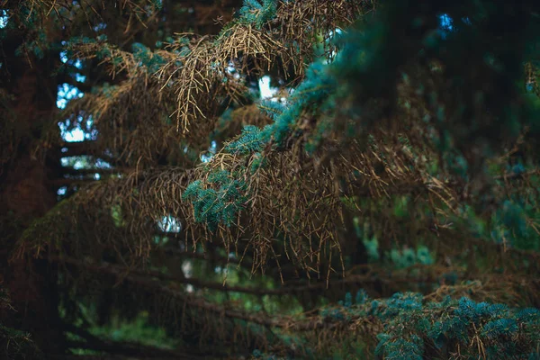 針葉樹の枝 クリスマス ツリーの緑と茶色の針 針葉樹の葉の交換 古いの背の高い木 葉の紺碧と暗い茶色 — ストック写真