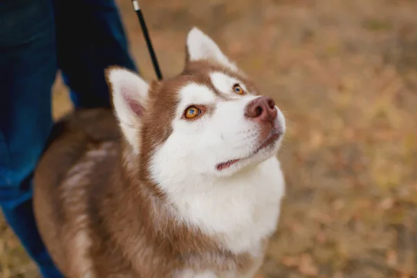 Perro Raza Husky Color Blanco Rojo Perro Fondo Del Otoño — Foto de Stock