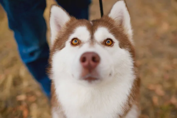 Dog Breed Husky White Red Color Dog Background Autumn Dog — Stock Photo, Image