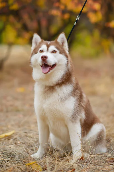 Psí Plemeno Husky Bílo Červená Barva Pes Pozadí Podzimu Pes — Stock fotografie