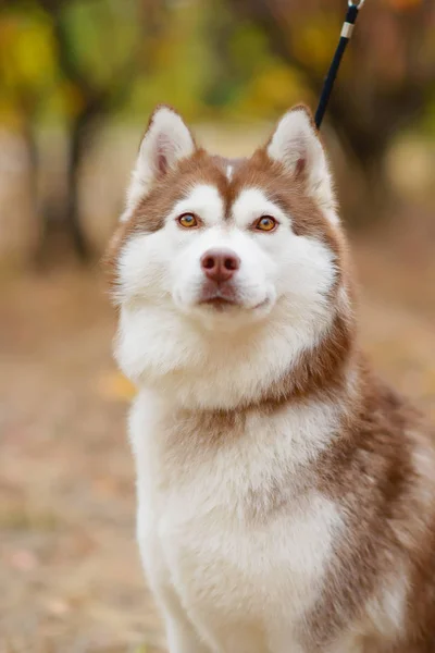 Dog Breed Husky White Red Color Dog Background Autumn Dog — Stock Photo, Image