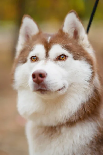 Perro Raza Husky Color Blanco Rojo Perro Fondo Del Otoño —  Fotos de Stock