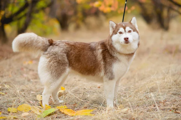 Hund Rasen Husky Vit Röd Färg Hund Bakgrunden Hösten Hunden — Stockfoto