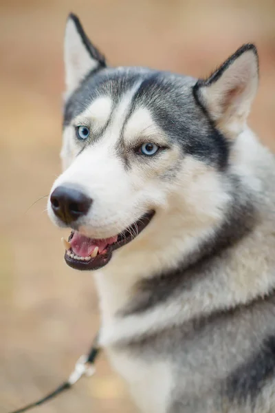 Собака Породи Husky Чорно Білого Кольору Собака Яка Посміхається Собака — стокове фото